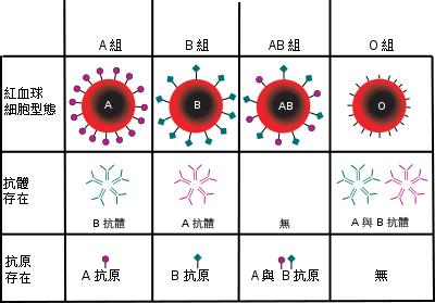 ABO溶血宝宝会贫血吗