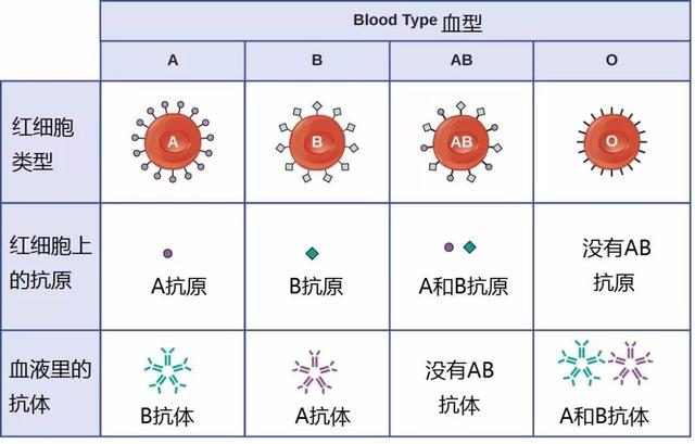 血型亲子鉴定对照表